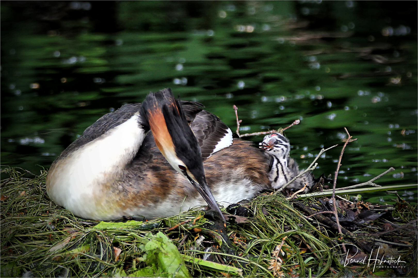 Haubentaucher oder Podiceps cristatus ... im Naturpark Schwalm - Nette