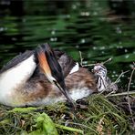 Haubentaucher oder Podiceps cristatus ... im Naturpark Schwalm - Nette