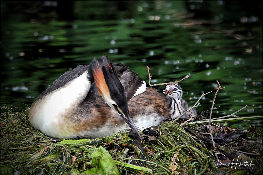 Haubentaucher oder Podiceps cristatus ... im Naturpark Schwalm - Nette