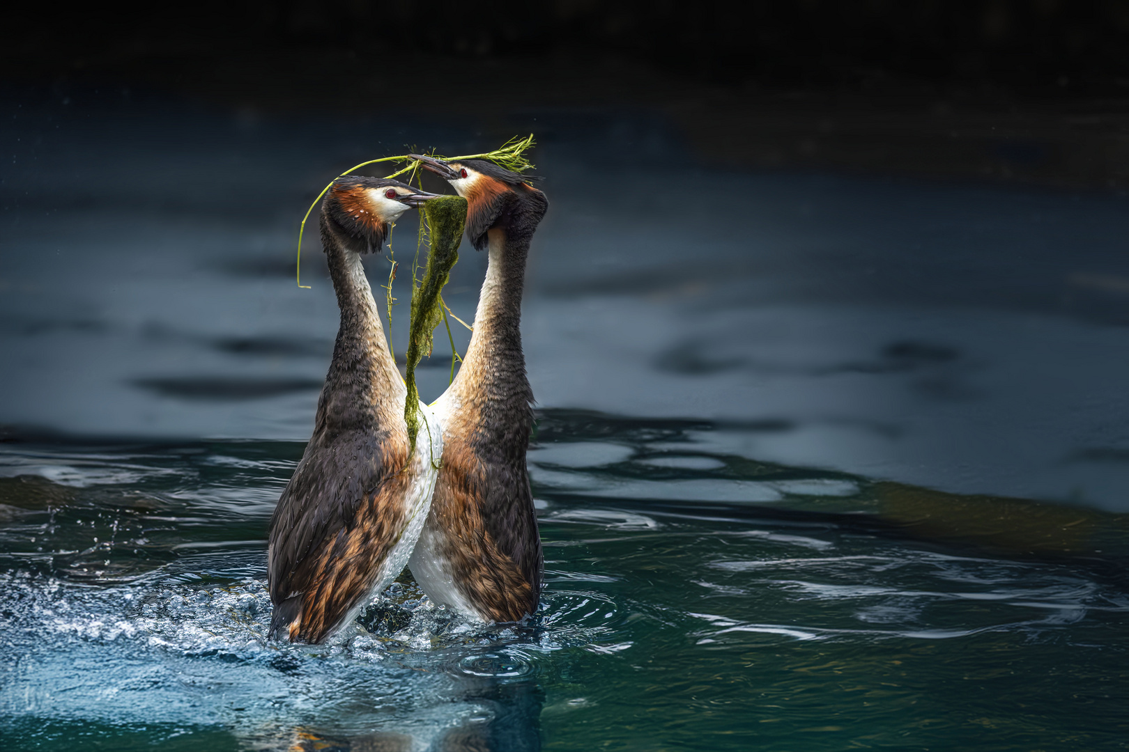  Haubentaucher-Paar gemeinsam beim Nestbau.