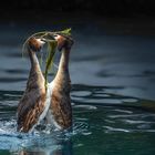 Haubentaucher-Paar gemeinsam beim Nestbau.