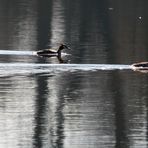 Haubentaucher-Paar im Bruchsee (Heppenheim) (I)