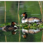 ---- Haubentaucher Paar ----   ( Podiceps cristatus )