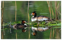 ---- Haubentaucher Paar ----   ( Podiceps cristatus )