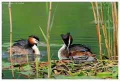 ---- Haubentaucher Paar ---- (Podiceps cristatus )