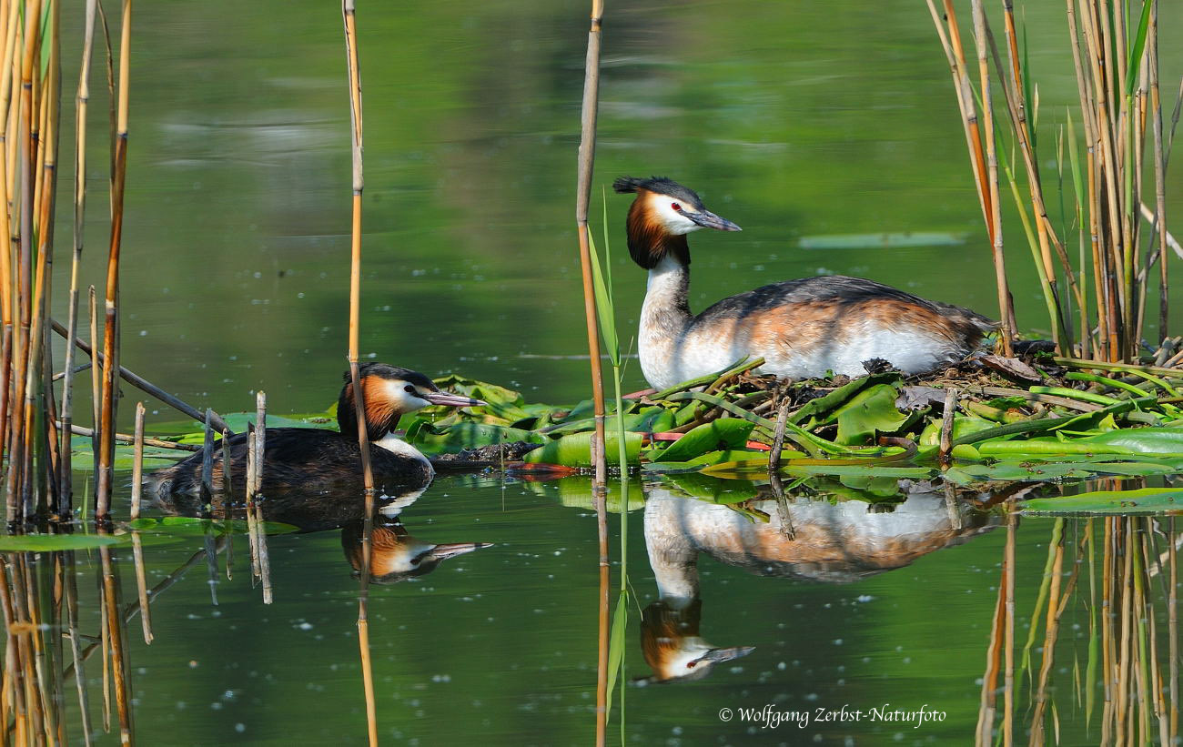 --- Haubentaucher-Paar --- ( Podiceps cristatus )