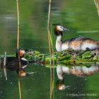 --- Haubentaucher-Paar --- ( Podiceps cristatus )