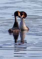 Haubentaucher Pärchen