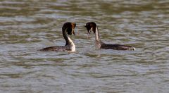 Haubentaucher Pärchen