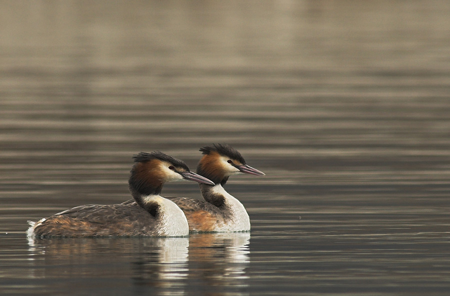 Haubentaucher, Pärchen (Podiceps cristatus) [K]