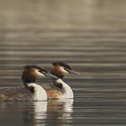 Haubentaucher, Pärchen (Podiceps cristatus) [K]