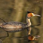 - Haubentaucher (Podiceps cristatus) 01 - Spiegeltag -