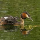 Haubentaucher (Podiceps cristatus) 