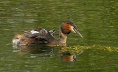 Haubentaucher (Podiceps cristatus) 