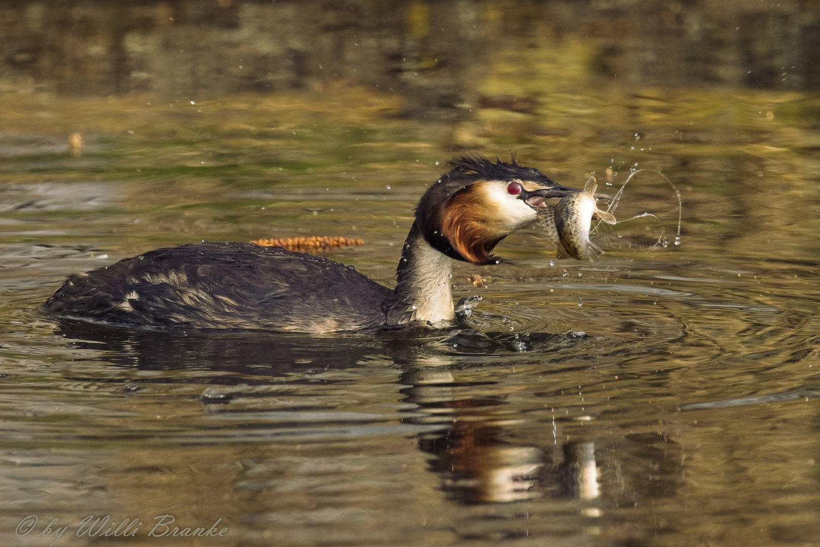 - Haubentaucher (Podiceps cristatus) 04 -