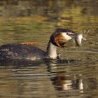 - Haubentaucher (Podiceps cristatus) 04 -