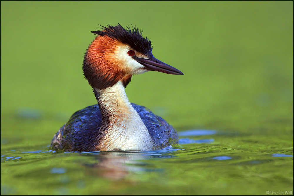 [  Haubentaucher (Podiceps cristatus)  ]