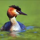 [  Haubentaucher (Podiceps cristatus)  ]