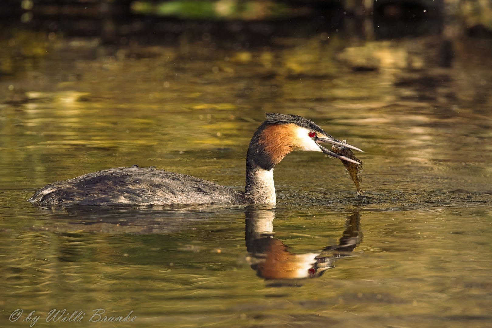 - Haubentaucher (Podiceps cristatus) 05 -