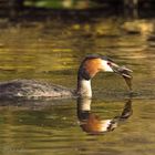 - Haubentaucher (Podiceps cristatus) 05 -