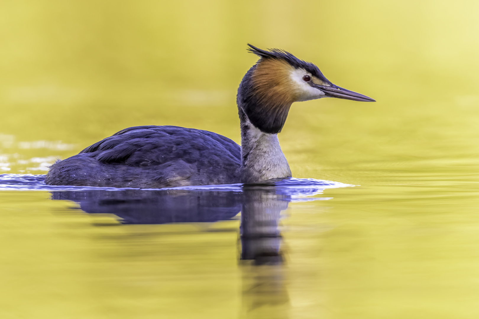 Haubentaucher (Podiceps cristatus)