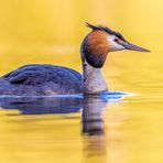 Haubentaucher (Podiceps cristatus)