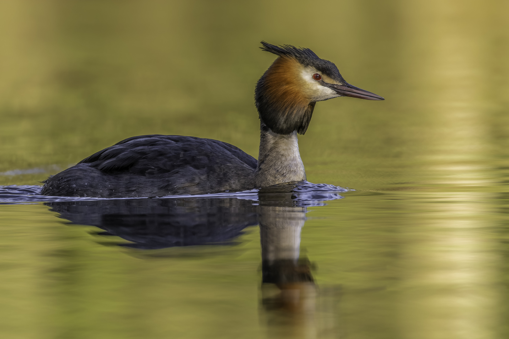 Haubentaucher (Podiceps cristatus)