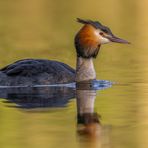 Haubentaucher (Podiceps cristatus)