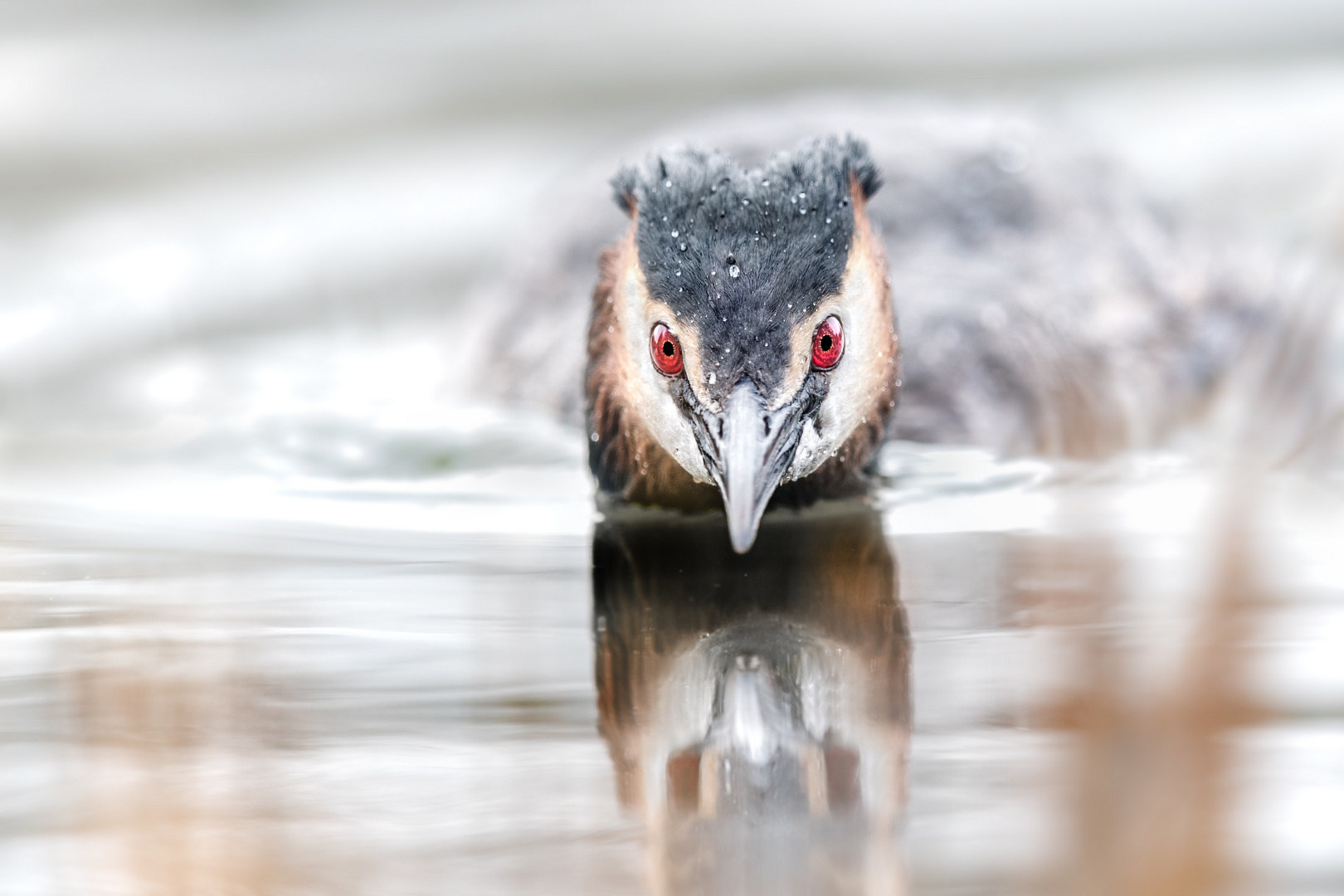 Haubentaucher (Podiceps cristatus)