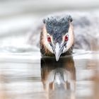 Haubentaucher (Podiceps cristatus)