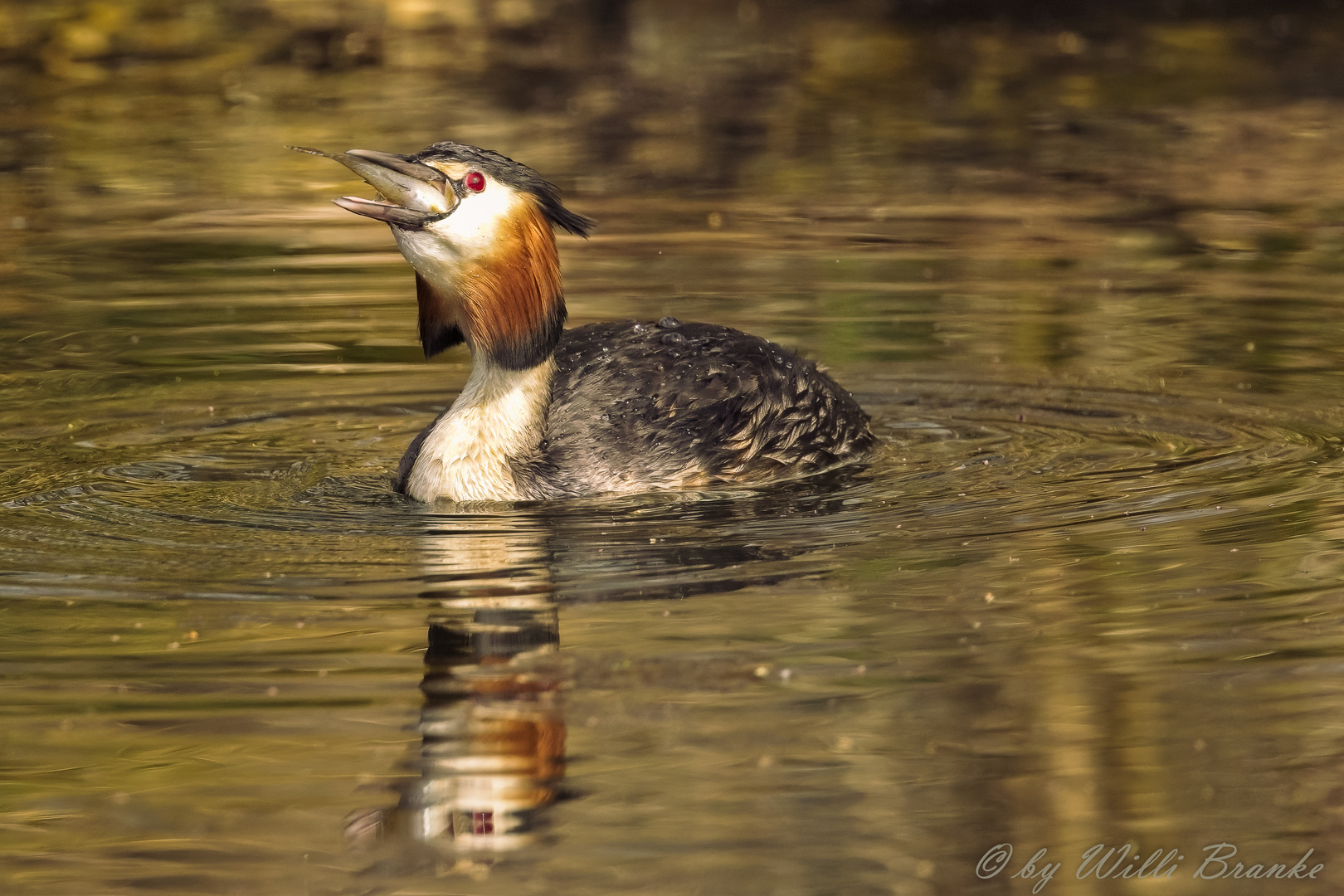 - Haubentaucher (Podiceps cristatus) 07 -