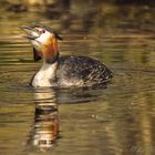 - Haubentaucher (Podiceps cristatus) 07 -