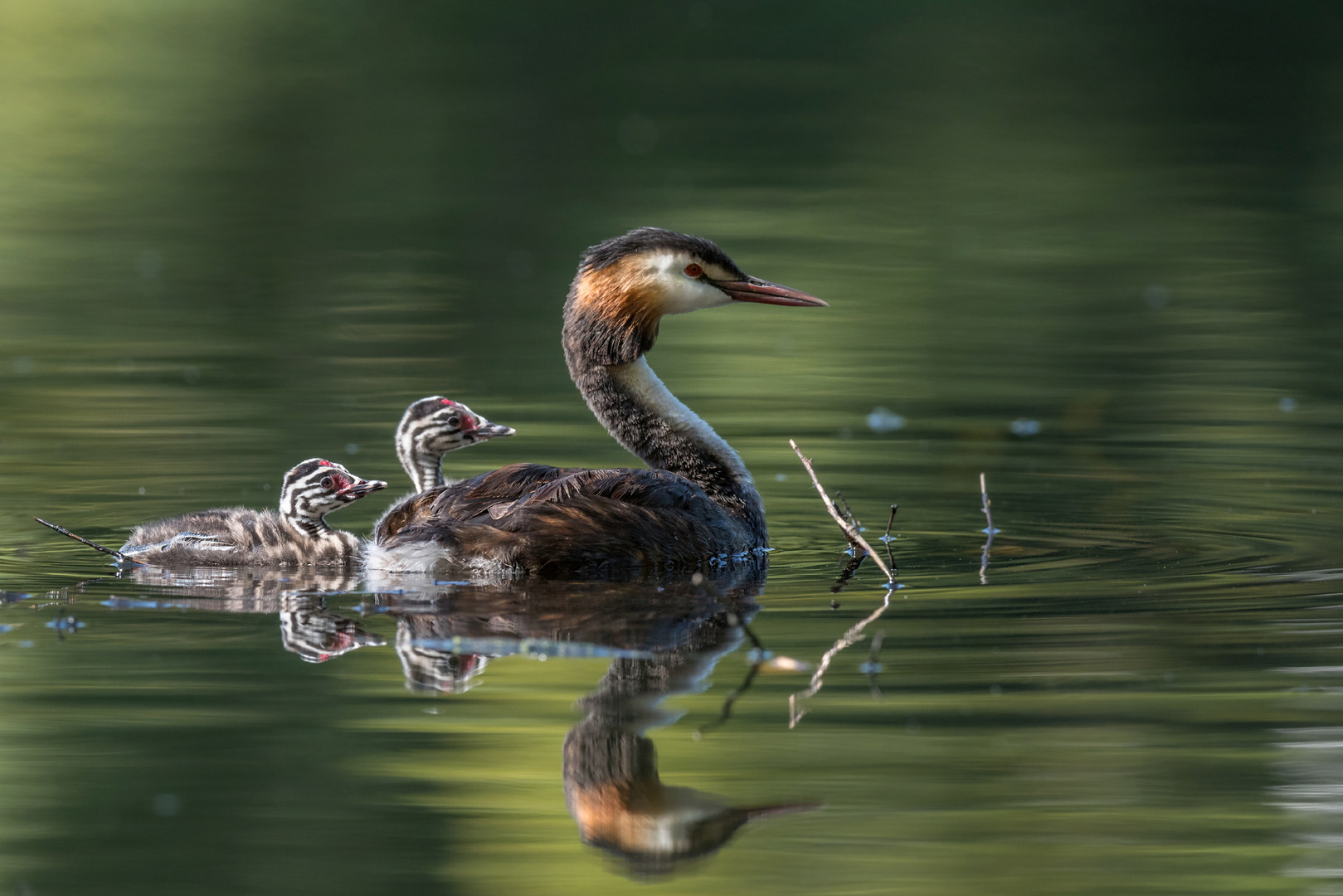 Haubentaucher (Podiceps cristatus)