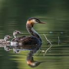 Haubentaucher (Podiceps cristatus)