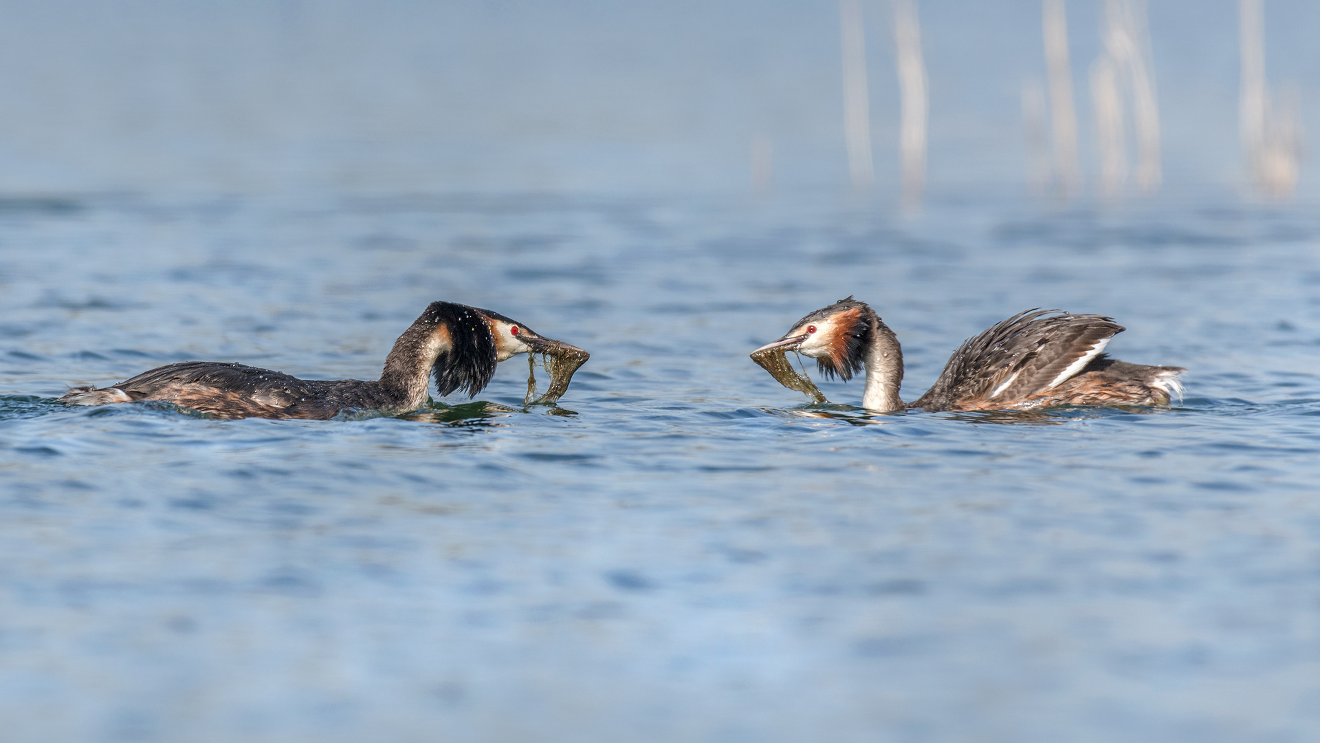 Haubentaucher (Podiceps cristatus)