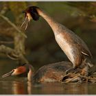 Haubentaucher (Podiceps cristatus)