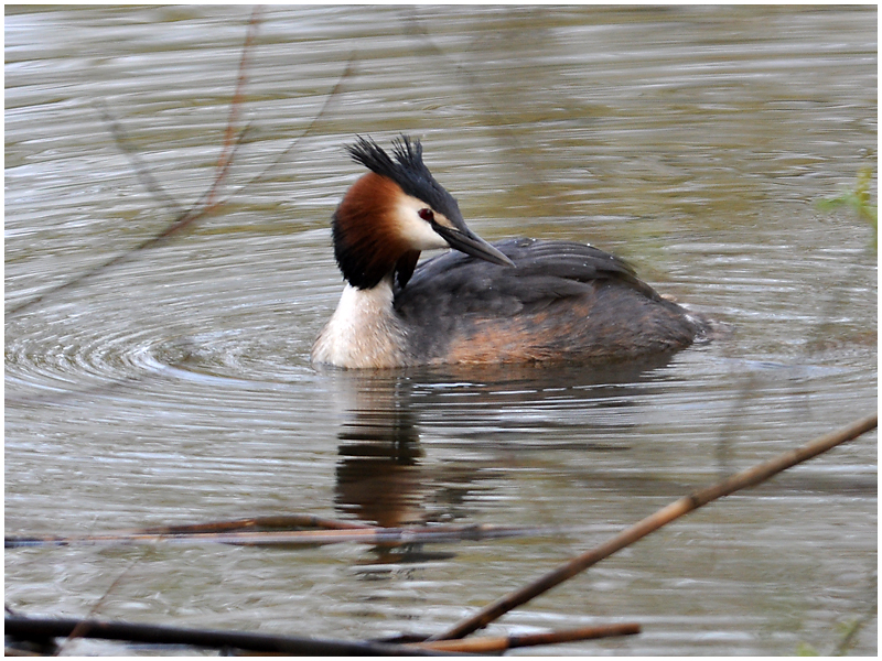 Haubentaucher - Podiceps cristatus