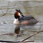 Haubentaucher - Podiceps cristatus