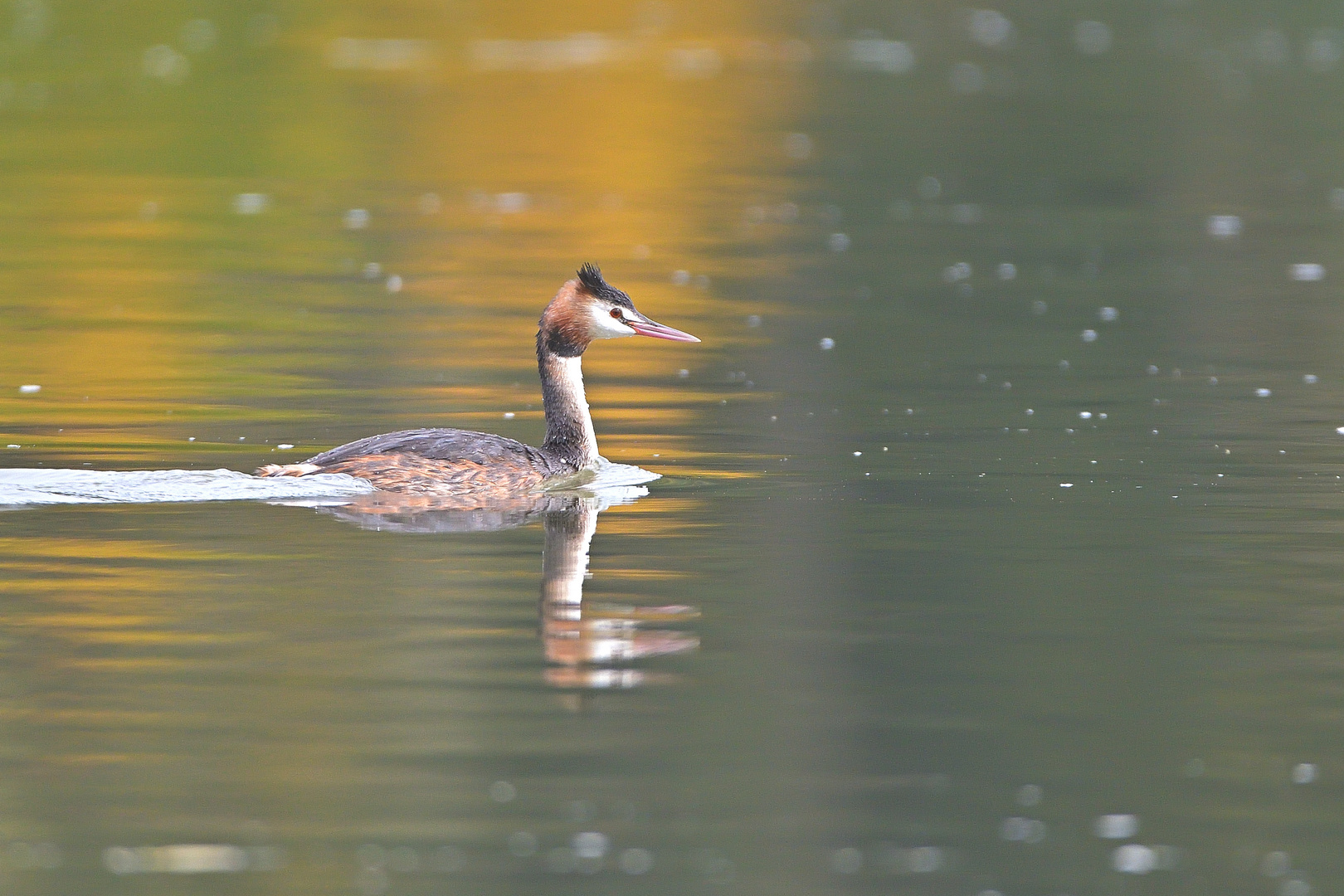 Haubentaucher (Podiceps cristatus)