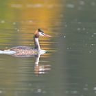 Haubentaucher (Podiceps cristatus)