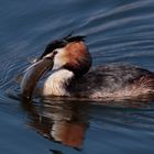 Haubentaucher (Podiceps cristatus)