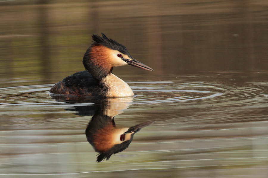 Haubentaucher ( Podiceps cristatus ) 1