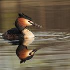 Haubentaucher ( Podiceps cristatus ) 1