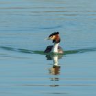 Haubentaucher (Podiceps cristatus) 1