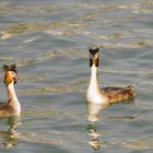 Haubentaucher / Podiceps cristatus