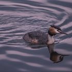 Haubentaucher (Podiceps cristatus)