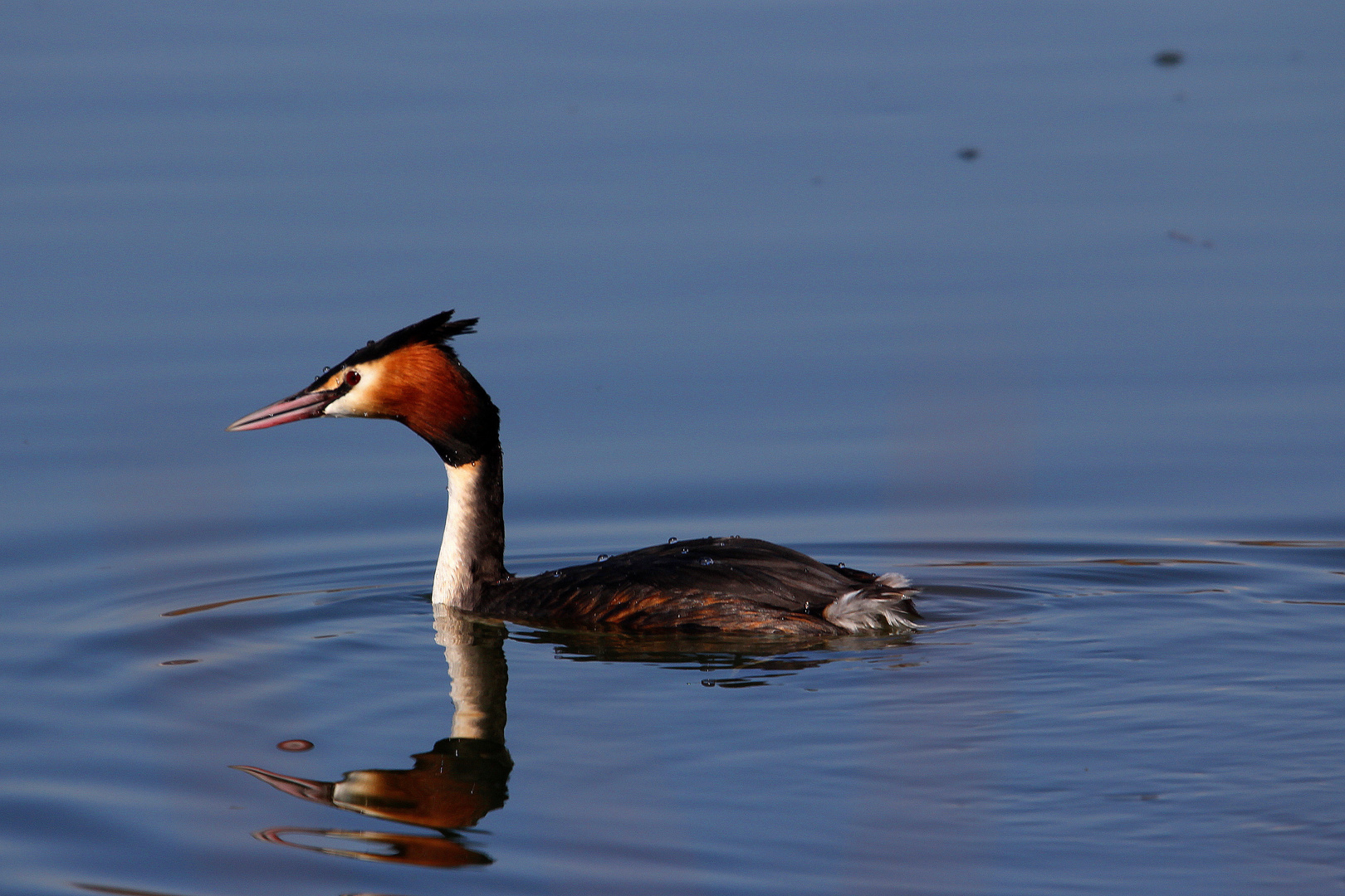 Haubentaucher (Podiceps cristatus)