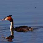 Haubentaucher (Podiceps cristatus)