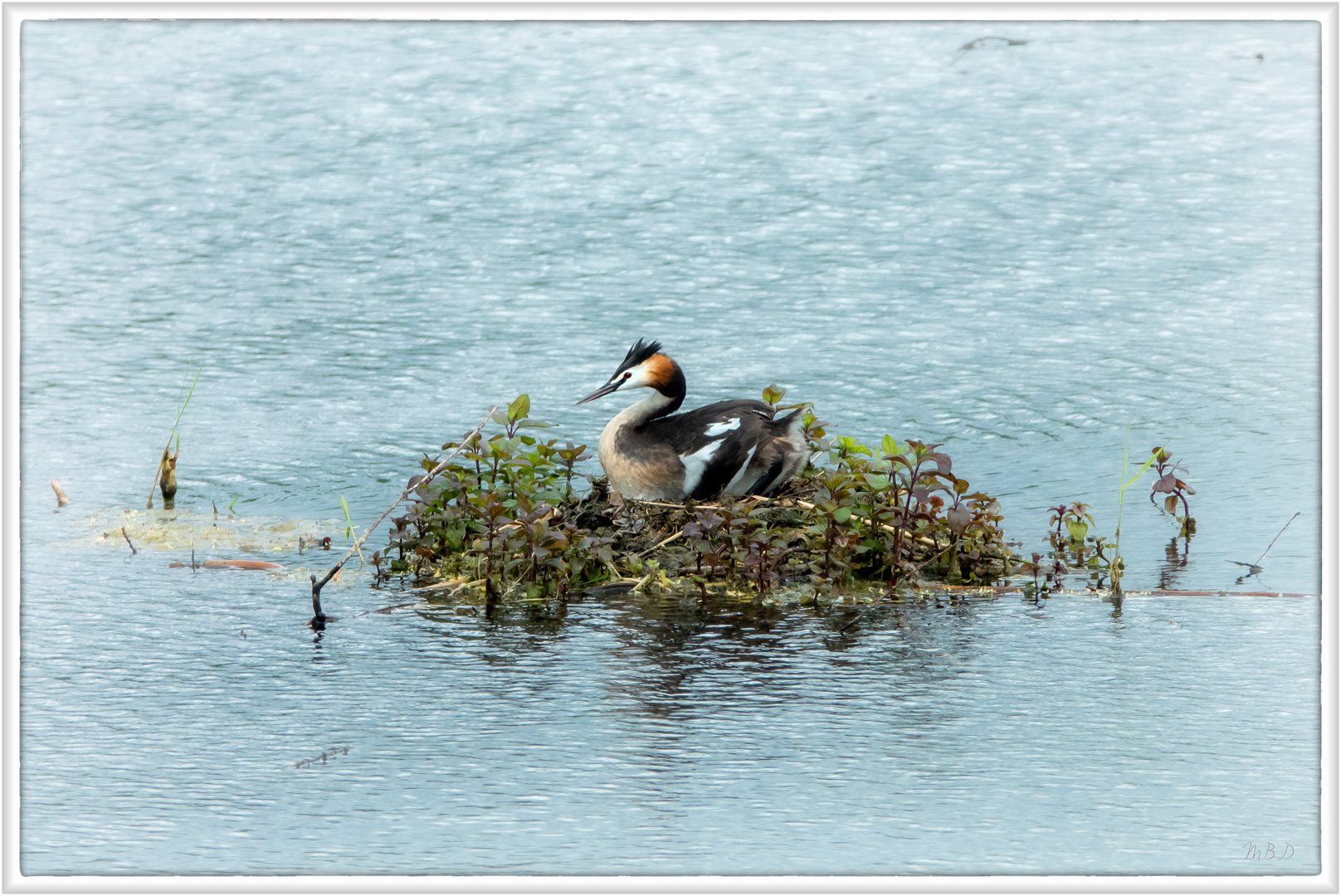 Haubentaucher  |  Podiceps cristatus