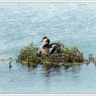 Haubentaucher  |  Podiceps cristatus